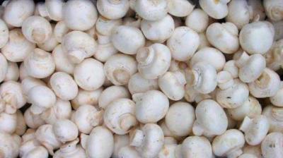 'Mushroom' cures many diseases from the root Health News