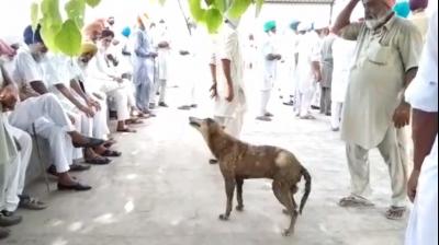 This dog became an example of loyalty 