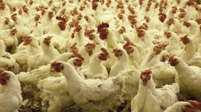 Ambulance used to ferry poultry