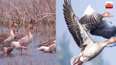 The Number of Migratory Birds in Keshopur Chhambh has Crossed 13,000 Latest News in Punjabi