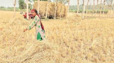 200 biomass was to be installed by the Congress government for the disposal of straw