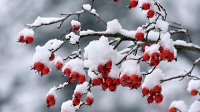 Winter weather fruit shrubs