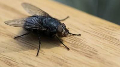 Follow these home remedies to get rid of flies