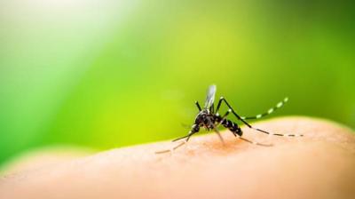 Get rid of mosquitoes in house with these recipes