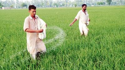  Punjab struggling with DAP fertilizer shortage