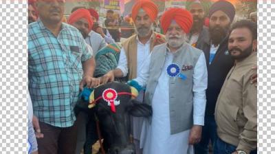 Barnala: A buffalo of Muhra breed set a world record in the livestock fair, gave 21 kg 460 grams of milk in one day.