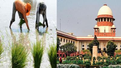 Paddy Crop, Supreme Court 