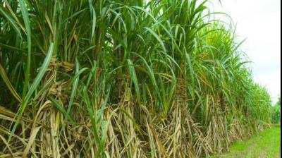 Sugarcane