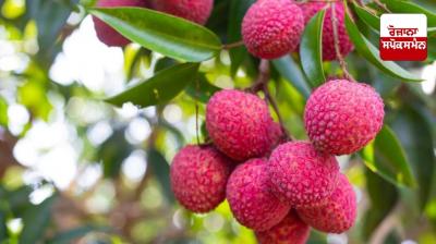 Consuming litchi is very useful for asthma patients