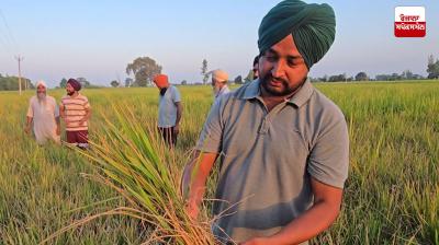 Farmers' paddy crop in many villages of Sangrur hit by Chinese virus