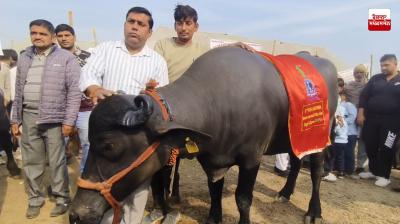 Everyone is surprised to see a Murrah breed buffalow at the animal fair in Pehowa