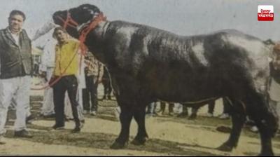 15 crore rupees buffallow, name vidhayak ji