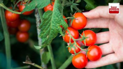 Cherry tomatoes are extremely beneficial for the heart latest news in punjabi