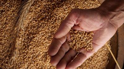 Wheat procurement