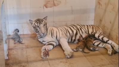 Tigress Gives Birth To 3 Cubs In Madhya Pradesh's Gwalior Zoo