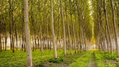 Poplar Trees