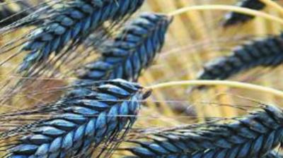 Black Wheat