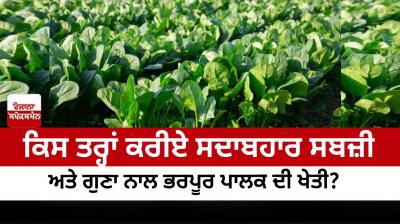 How to grow spinach, an evergreen vegetable and rich in quality?