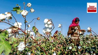 Cotton production and procurement decline in Punjab, Haryana