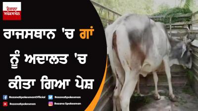 Cow brought to Rajasthan court in ownership case