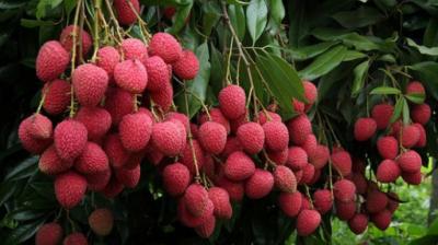 Lychee