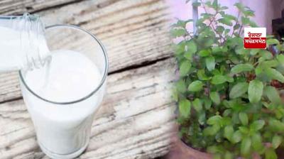 Let's know about the benefits of drinking 'Tulsi' mixed with milk
