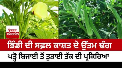 Ladies Finger Farming 