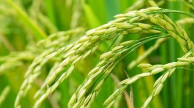 Paddy procurement of 3953655 metric tonnes in the state