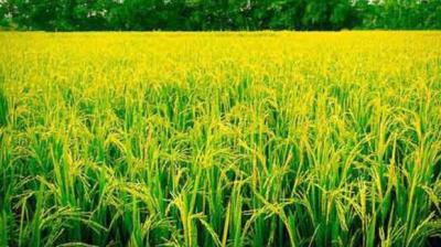 Paddy procurement in Punjab stood at 168.52 lakh metric tonnes