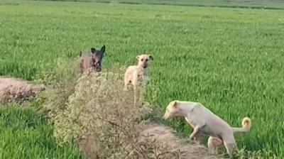 ਅਵਾਰਾ ਕੁੱਤੇ 