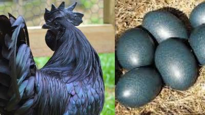 Kadaknath Hen 