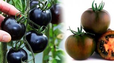 Indigo Rose Tomato 