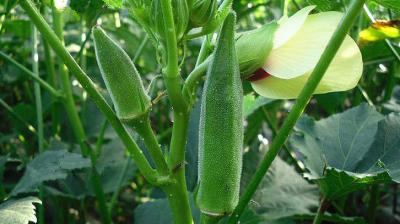 okra cultivation