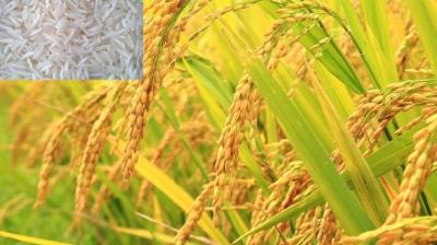Basmati Paddy