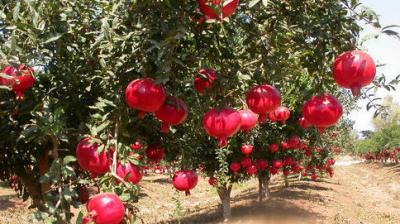 pomegranate Trees 