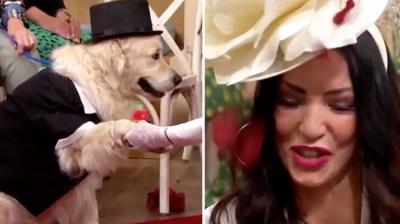 British model married dog