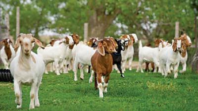 Goat project portugal forest fire animal