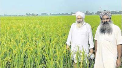 Kissan, Surjit Singh