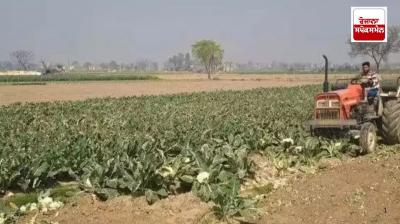Cabbage being sold at Rs 1 per kg, UP farmers worried about heavy losses