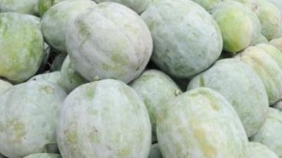 How to Grow Pumpkins