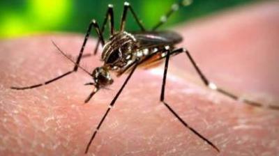 Challan of 348 households that did not destroy dengue mosquito larvae