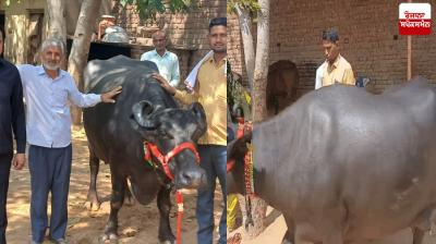 Buffalo sold for Rs 5.11 lakh in Haryana News