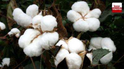 Registration for cotton sale in CCI till March 15 News in Punajbi 