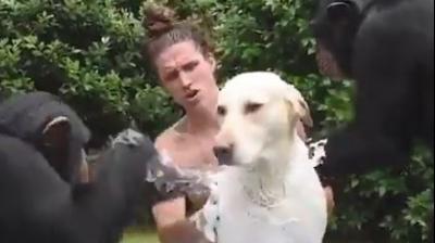 two chimpanzee bathing dog showering in floatable pools viral video
