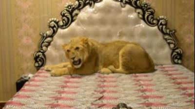 Man Lives With Pet Lion