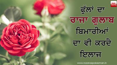 Rose help to cure many diseases