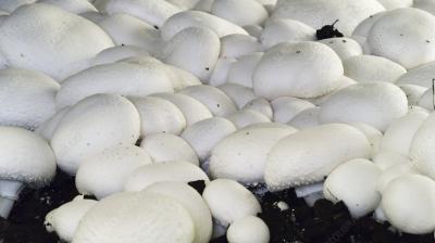Mushroom Cultivation
