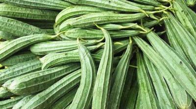 Luffa is useful in summer