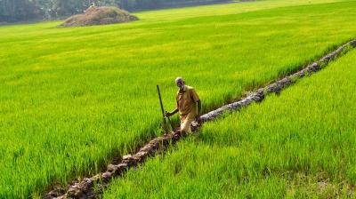 50514 MT PADDY PROCURED