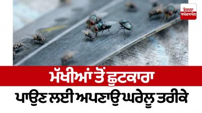 Follow home remedies to get rid of flies